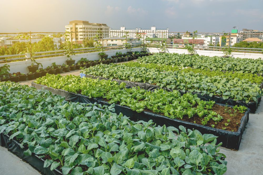 Vegetable beds on a rooftop garden.