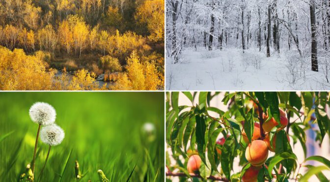 A composite of four images showing trees in the fall and winter, green grass with dandelions, and a peach tree.
