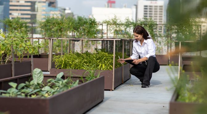 A woman with a clipboard examines the plants of a rooftop garden