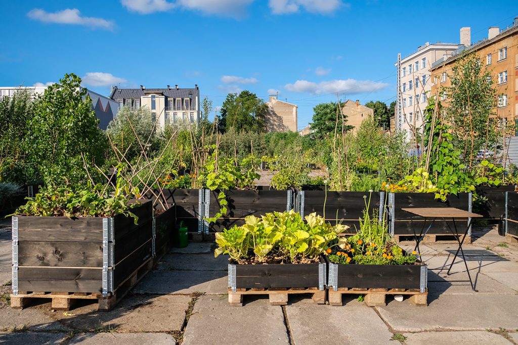 A low-angle view of a rooftop garden with raised garden boxes.
